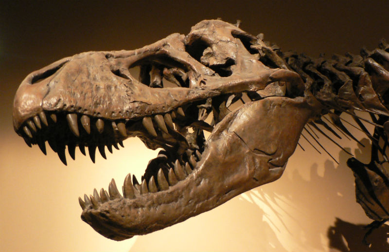 datazione dinosauri fossili
